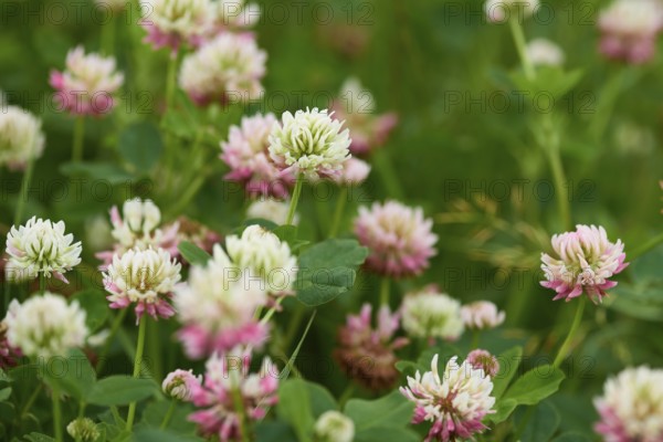 Alsike clover (Trifolium hybridum) . Trifolium hybridum, the alsike clover on a meadow