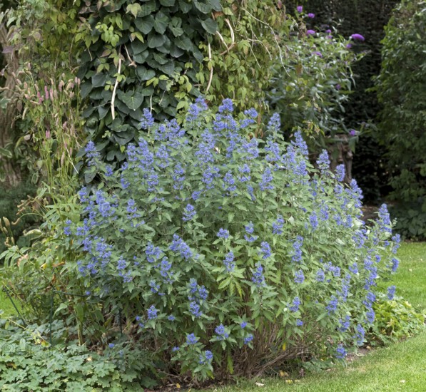 Bearded flower (Caryopteris × clandonensis BLUE BALLOON)