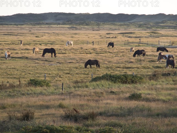 Several horses grazing peacefully in a vast grassy landscape, spiekeroog, east frisia, north sea, germany