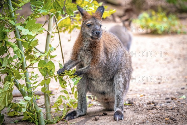 A kangaroo (Macropodidae) stands on the ground and eats green leaves. The environment is natural and green, Eisenberg, Thuringia, Germany, Europe