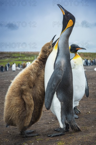 King penguins (Aptenodytes patagonicus), juvenile begging for food, Volunteer Point, Falkland Islands, Great Britain, South Atlantic, South America