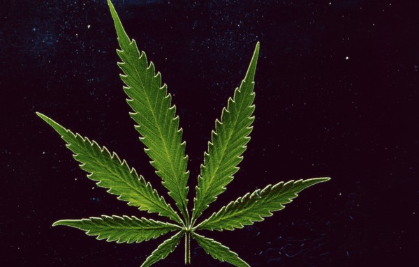 A hemp leaf (cannabis) with or without illegal THC (tetrahydrocanabinol) and legal CDB (cannabidiol) used for medical treatment
