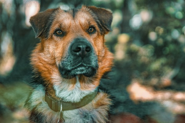 Young shepherd dog, head, portrait, camera view, forest, Möllendorf, Brandenburg, Germany, Europe