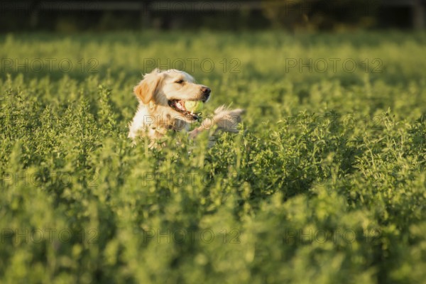 Golden Retriever in the farmland fodder, fetching the tennis ball that was thrown that way