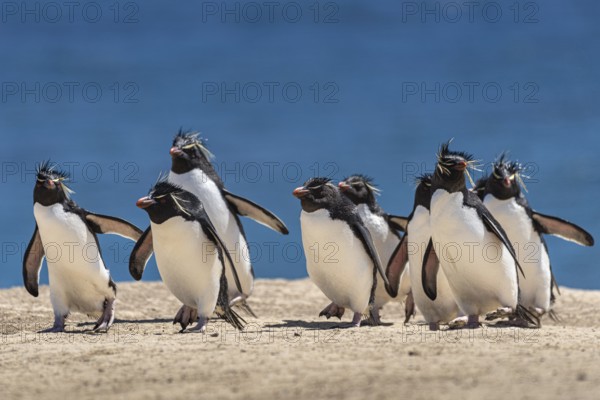 Rockhopper penguins (Eudyptes chrysocome) on the way to their colony, Pebble Island, Falkland Islands, Great Britain, South Atlantic, South America