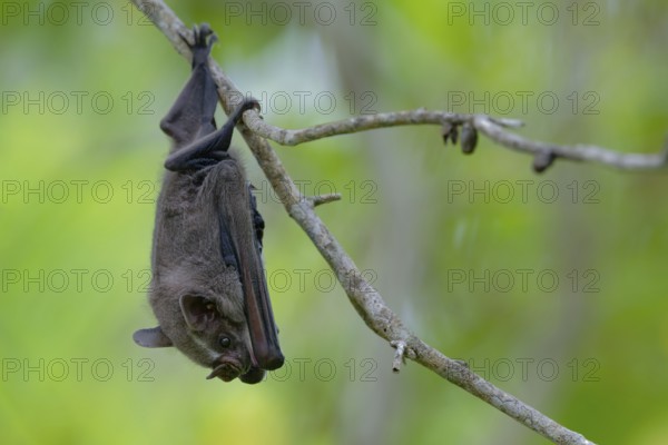 A bat hangs upside down from a thin tree branch in a lush green environment, Great fruit-eating bat, Artibeus lituratus, Corozal district, Belize, Central America