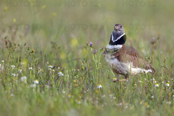 Little bustard (Tetrax tetrax) Outarde canepetière, Sisón Común, Hides De Calera / Great Bustard, Calera Y Chozas, Castilla La Mancha / Toledo, Spain, Europe