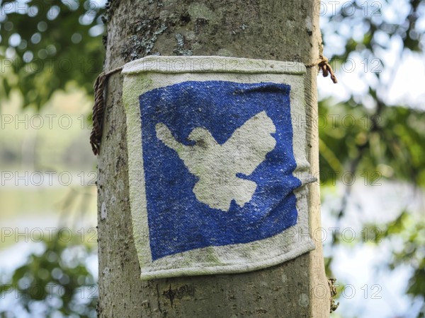 Vintage image of a dove of peace, blurred background, North Rhine-Westphalia, Germany, Europe