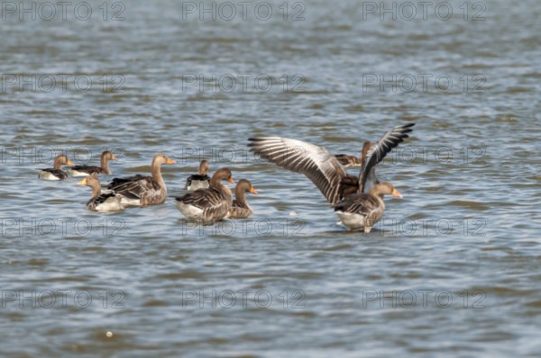Grey geese in the nature reserve