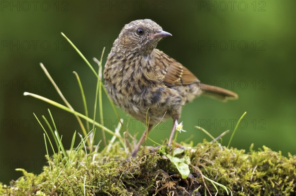 Hedge Accentor