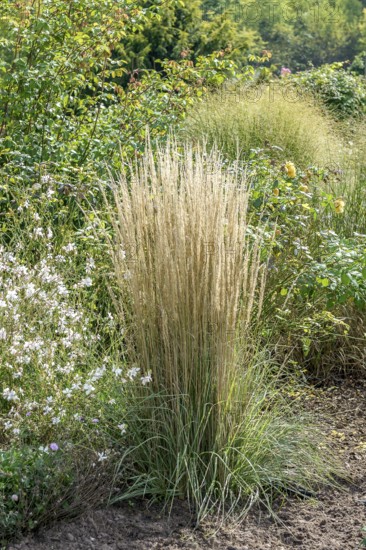 Striped riding grass (Calamagrostis × acutiflora 'Overdam'), Merkel family, Veitshöchheim, Bavaria, Germany, Europe