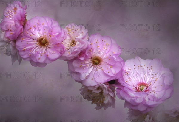 Flowering plum (Prunus triloba), of an almond tree, close-up, bokeh effect, Rhineland-Palatinate, Germany, Europe