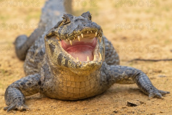 Spectacled caiman (Caiman crocodilus yacara), Crocodile (Alligatoridae), crocodile (Crocodylia), animal portrait, frontal, eye contact, Pantanal, inland, wetland, UNESCO Biosphere Reserve, World Heritage Site, wetland biotope, Mato Grosso, Brazil, South America