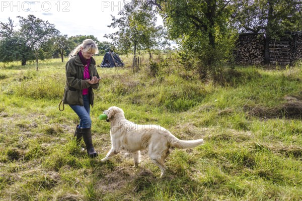 Dog trainer trains a golden Retriever on a meadow in autumn