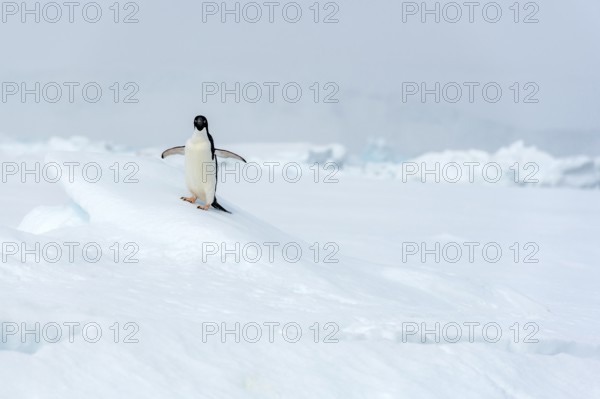 Adelie penguin, (Pygoscelis antarctica), long-tailed penguin, Kinnes Cove, Paulet Island, Antartica