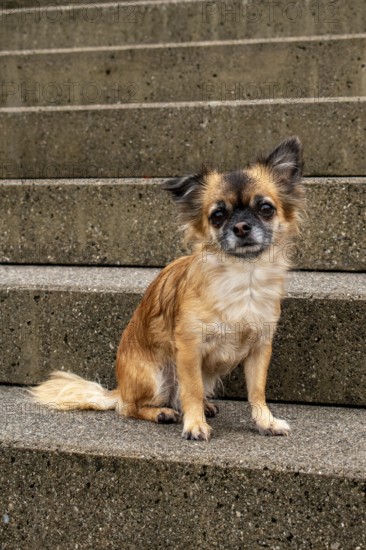 Brown long-haired Chihuahua sitting on a stone staircase looking into the camera, Nussdorf, Bavaria, Germany, Europe