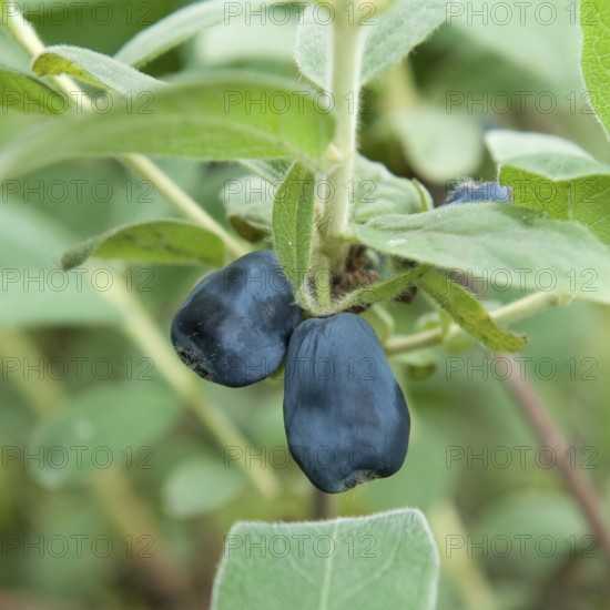 Blue honeyberry (Lonicera cärulea 'Blue Velvet'), Marquardt, Brandenburg, Germany, Europe