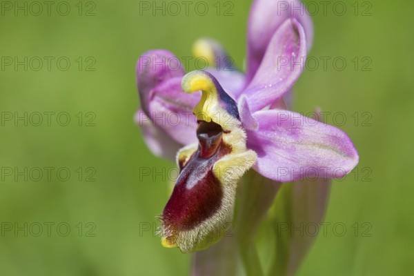 Wasp ragwort, Ophrys tenthredinifera