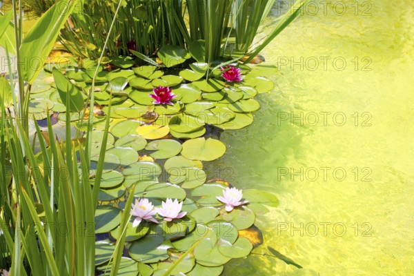 Nenufar Water Lilies on green water pond with clean water