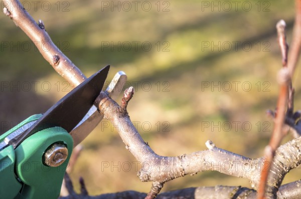 Pruning apple with garden scissors. Spring pruning of fruit trees in the garden.