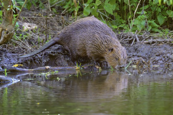 European beaver (Castor fiber), Eder, Hesse, Germany, Europe