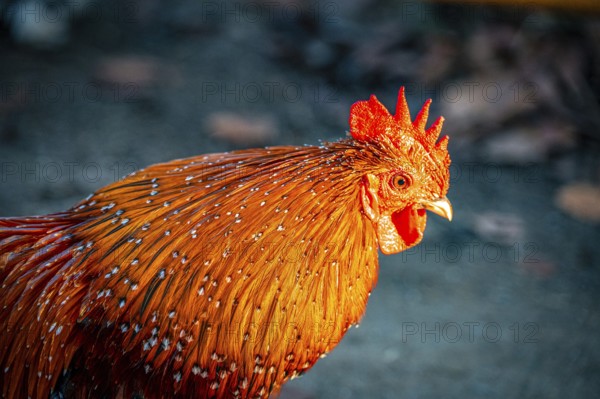 Close-up of a rooster (Gallus gallus domesticus) with red comb and bright plumage, Eisenberg, Thuringia, Germany, Europe
