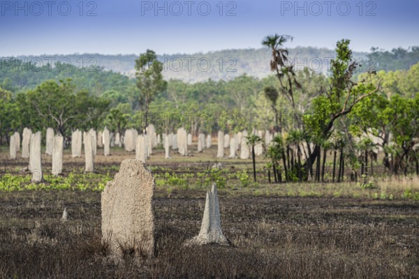 Construction of compass termites (Amitermes meridionalis), Litchfield National Park, Northern Territory, Australia, Oceania
