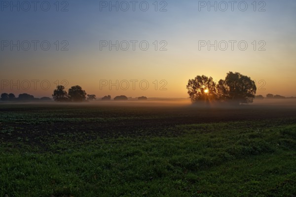 Green field in morning light with trees and soft fog, sunrise, field near Blengow, Rerik, Mecklenburg-Vorpommern, Germany, Europe
