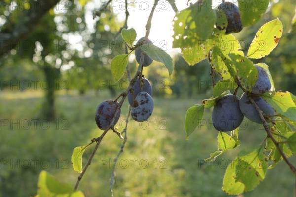 Plums ready for harvest hanging on a tree, in Hohenloher Land, fruit harvest, fruit, plum, agriculture, harvest, fruit, Schwäbisch Hall, Hohenlohe, Heilbronn-Franken, Baden-Württemberg, Germany, Europe