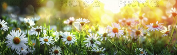 Sun-kissed white daisies thriving among vibrant green foliage, ai generated, AI generated