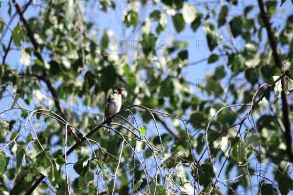 Goldfinch, Saxony, Germany, Europe