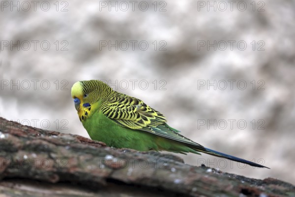 Budgerigar, (Psittaculidae), green