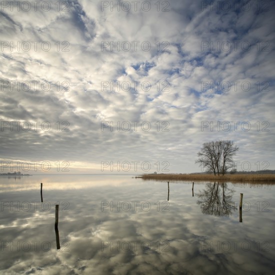 Morning atmosphere on the Szczecin Lagoon near Altwarp in winter, reed belt and bare trees on the shore, posts in the water, cloudy sky, Mecklenburg-Western Pomerania, Germany, Europe