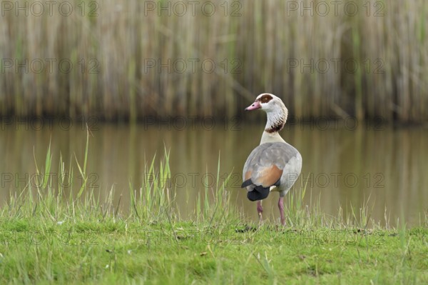 Egyptian goose (Alopochen aegyptiaca), male standing at the edge of a pond, Texel, West Frisian Islands, province of North Holland, Netherlands