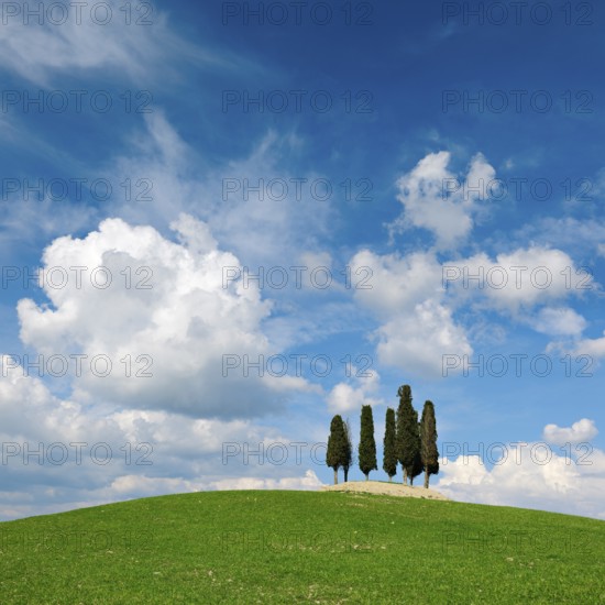 Group of trees, cypresses on hill in green field under blue sky with cumulus clouds, Province of Siena, San Quirico d'Orcia, Tuscany, Italy, Europe