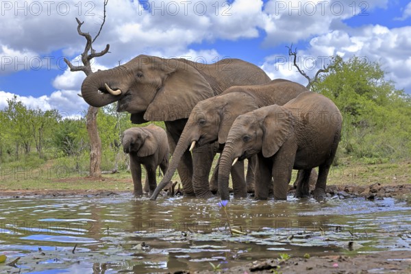 African elephant (Loxodonta africana), adult, juvenile, group, at the water, drinking, Kruger National Park, Kruger National Park, South Africa, Africa