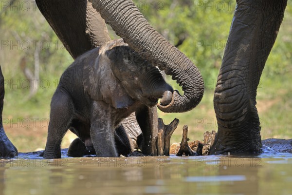 African elephant (Loxodonta africana), young animal, with mother, baby elephant, calf, at the water, drinking, social behaviour, Kruger National Park, Kruger National Park, South Africa, Africa