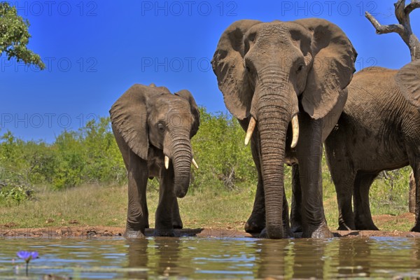African elephant (Loxodonta africana), adult, female, mother, half-grown young, mother with half-grown young, at the water, drinking, Kruger National Park, Kruger National Park, South Africa, Africa