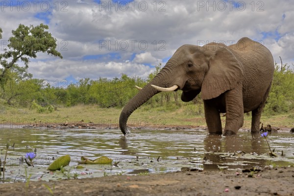 African elephant (Loxodonta africana), bull, male, at the water, drinking, Kruger National Park, Kruger National Park, South Africa, Africa