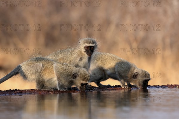 Vervet Monkey (Chlorocebus pygerythrus), adult, three animals, group, drinking, at the water, Kruger National Park, Kruger National Park, Kruger National Park South Africa