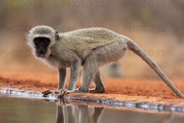 Vervet Monkey (Chlorocebus pygerythrus), adult, drinking, at the water, Kruger National Park, Kruger National Park, Kruger National Park South Africa