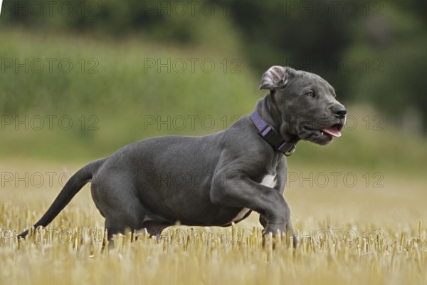 Great Dane