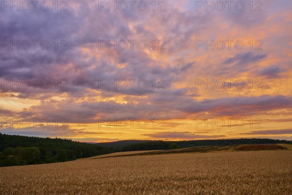 Wide landscape with wheat field (Triticum), at sunset, the sky is coloured with purple and orange clouds, summer, Großheubach, Miltenberg, Spessart, Bavaria, Germany, Europe
