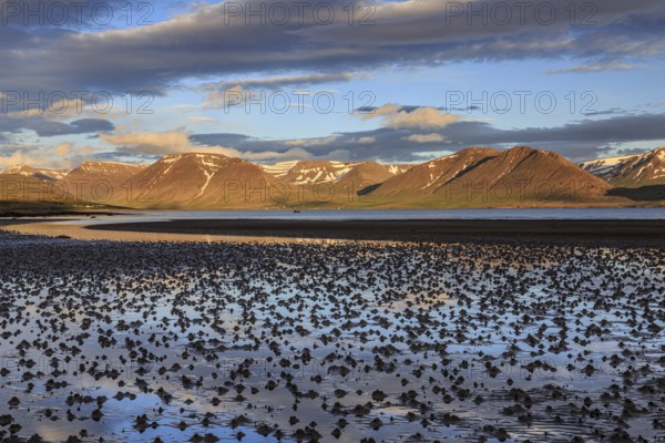 Fjord, low tide, stones, mountains, evening light, cloudy mood, Thingeyri, Westfjords, Iceland, Europe