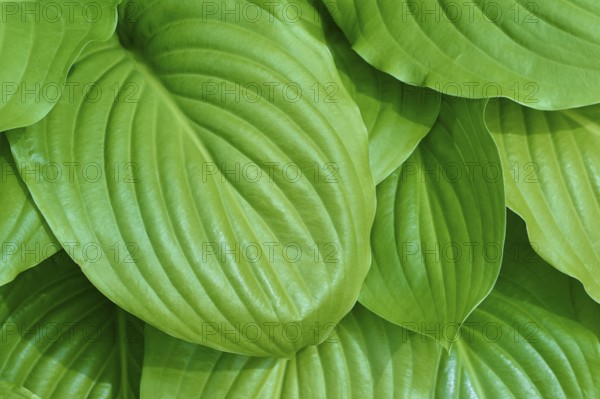 Several green hosta leaves, with a slightly shiny surface, in spring, Germany, Europe