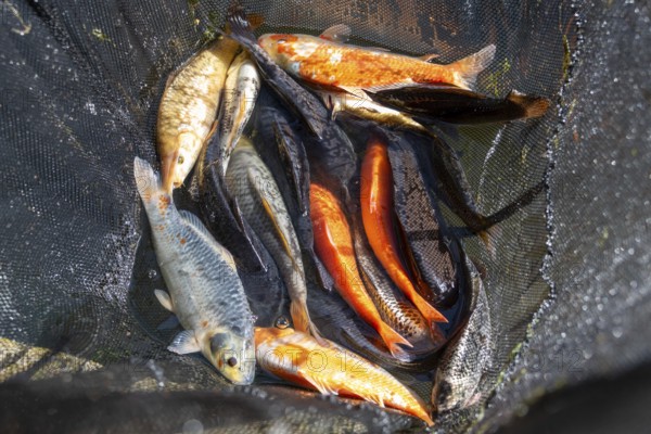 Various koi carp lying together in a net, Germany, Europe