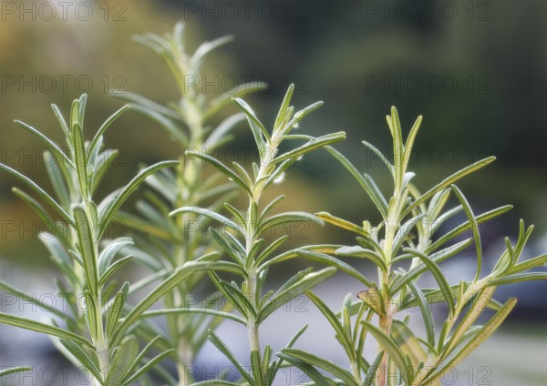 Rosemary (Salvia rosmarinus), with water droplets, North Rhine-Westphalia, Germany, Europe