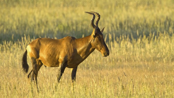 Red hartebeest (Alcelaphus buselaphus) Red hartebeest in the grasslands of the Kalahari South Africa