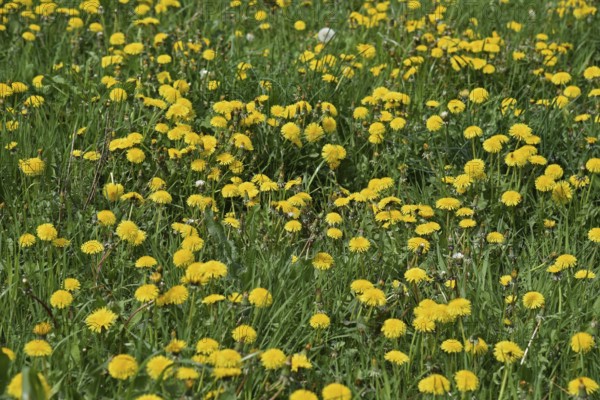 Dandelion meadow, dandelion, Leontodon, Taraxacum sec. Ruderalia, Asteraceae, Federal Republic of Germany