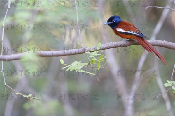 Senegal Paradise Flycatcher, (Terpsiphone rufiventer), Brufut woods, Brufut, South Bank, Gambia, Africa